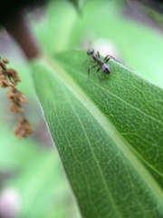 Formicidae