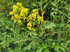 Rhamphospermum arvense