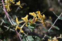 Lonicera splendida