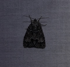 Acronicta fragilis