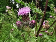 Cirsium arvense