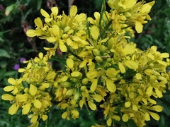 Rhamphospermum arvense