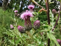 Cirsium arvense