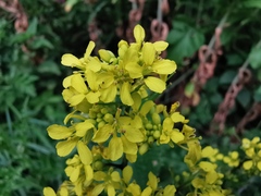 Rhamphospermum arvense