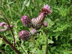 Cirsium arvense