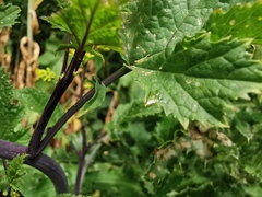 Rhamphospermum arvense