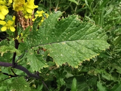 Rhamphospermum arvense