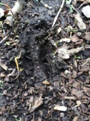 Odocoileus virginianus