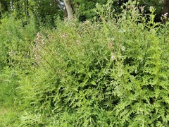 Cirsium arvense