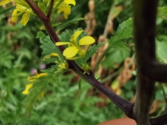 Rhamphospermum arvense