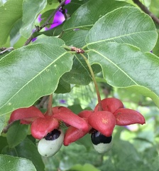 Ochnaceae