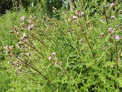 Cirsium arvense
