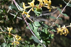 Lonicera splendida