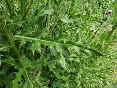 Cirsium arvense