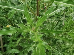 Cirsium arvense