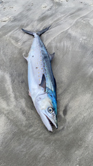 Scomberomorus maculatus