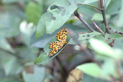 Epobeidia tigrata tigrata