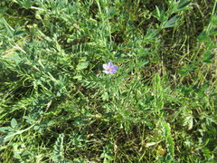 Erodium stephanianum