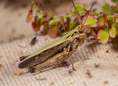 Omocestus