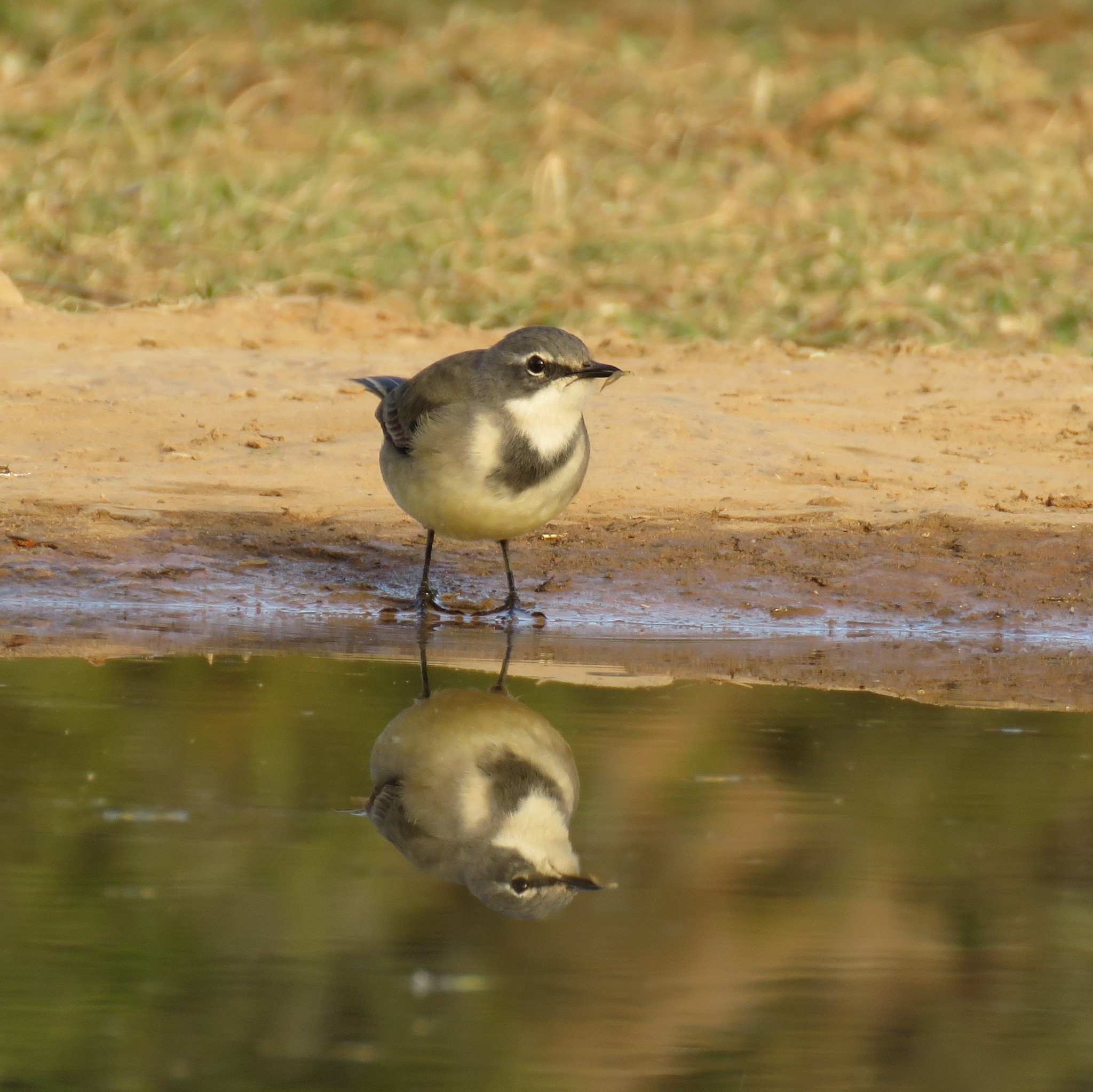 Cape Wagtail illustration