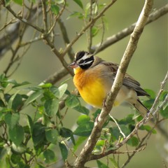 Emberiza flaviventris flaviventris