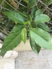 Trichostigma octandrum