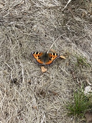 Aglais urticae