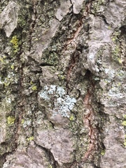 Fungi