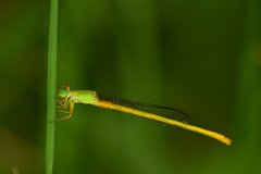 Ceriagrion coromandelianum