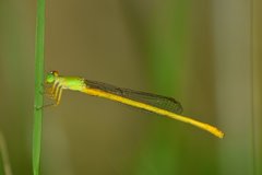 Ceriagrion coromandelianum