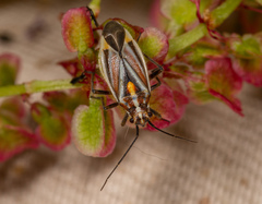 Horistus orientalis