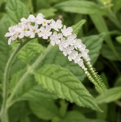 Heliotropium steudneri