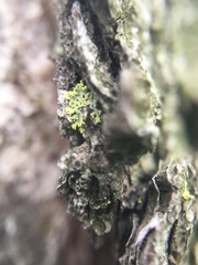 Fungi