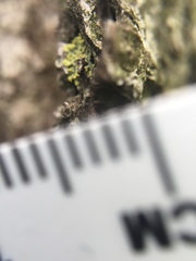Fungi