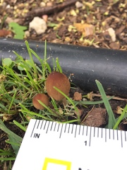 Psathyrellaceae