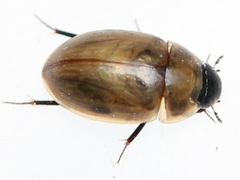 Enochrus melanocephalus