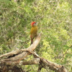 Chloropicus griseocephalus