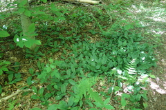 Cypripedium acaule