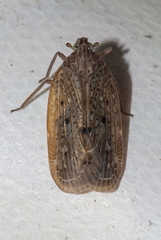 Faventilla pustulata