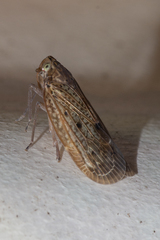 Faventilla pustulata