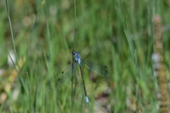 Lestes macrostigma