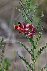 Sphaerophysa salsula