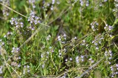 Ziziphora clinopodioides