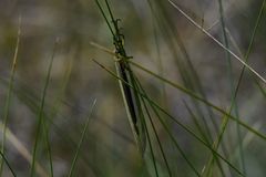 Deutoleon lineatus