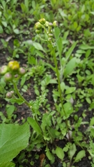 Tracheophyta