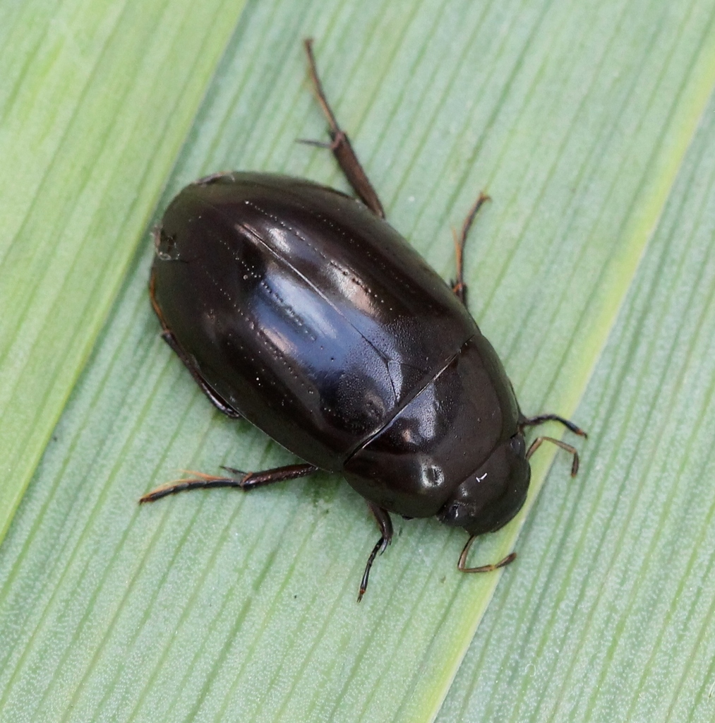 Lesser Silver Water Beetle, photo 1 of 10