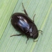 Lesser Silver Water Beetle - Photo (c) Marie Lou Legrand, some rights reserved (CC BY-NC), uploaded by Marie Lou Legrand