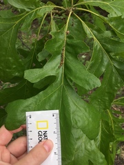 Quercus macrocarpa