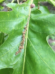 Quercus macrocarpa