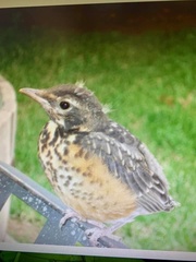 Turdus migratorius